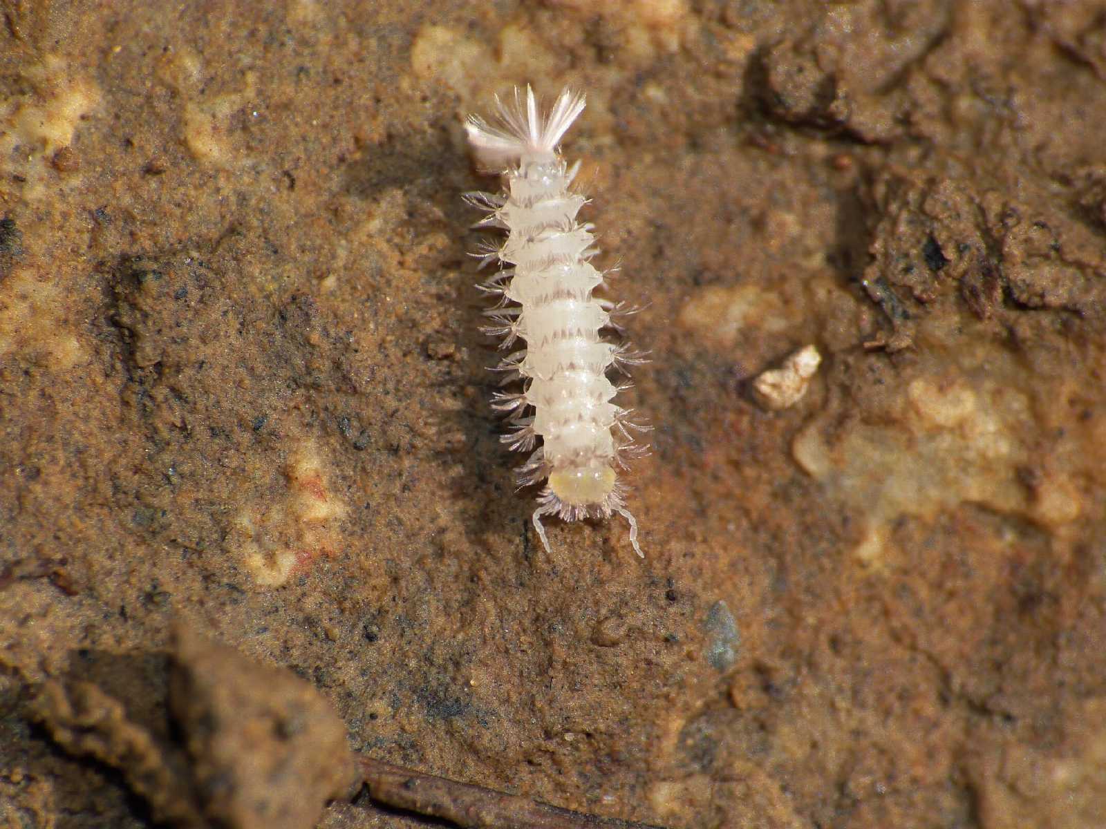 Polyxenida Lophoproctidae: Lophoproctus sp.